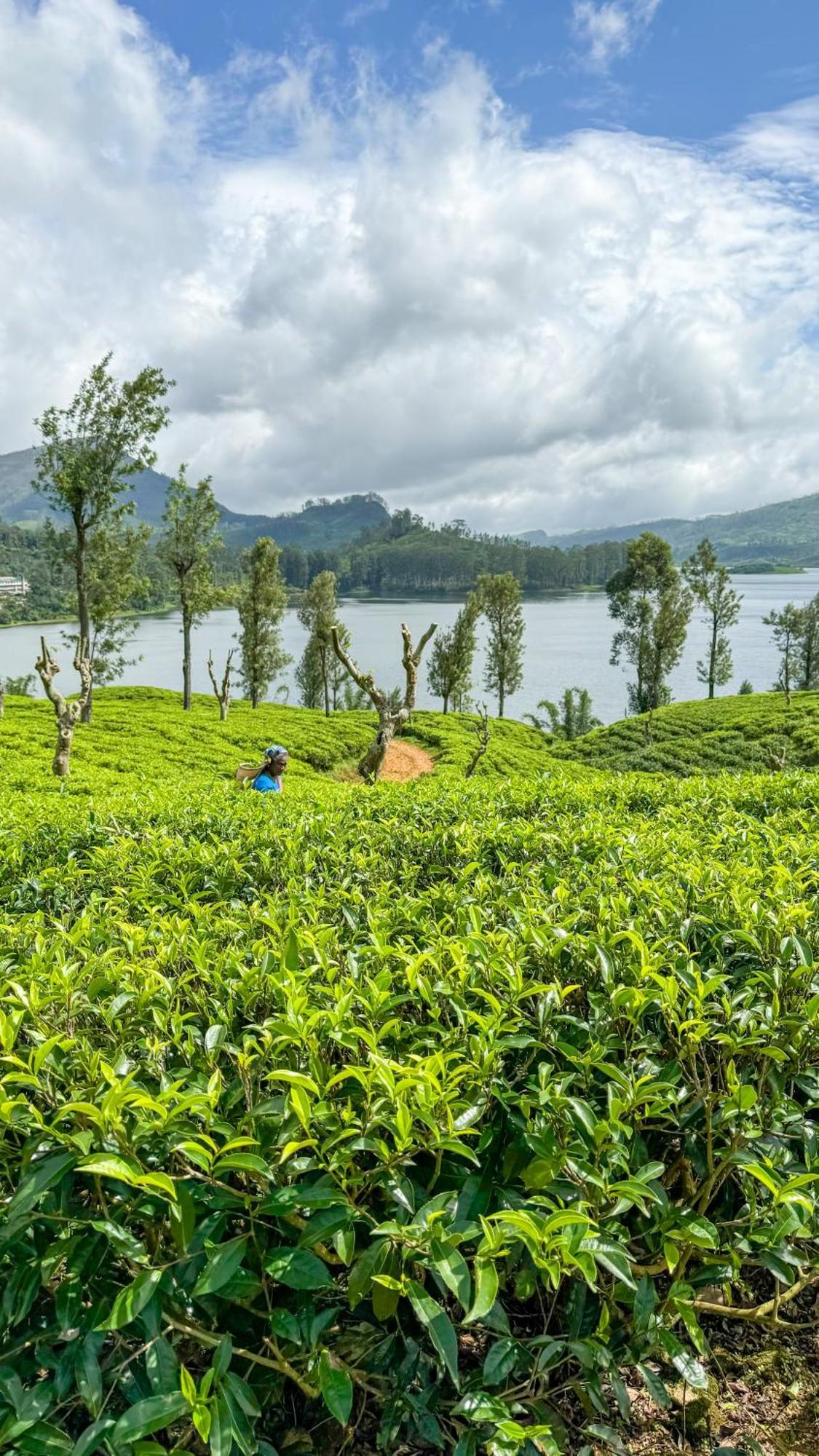 Pekoe Lodge Maskeliya ภายนอก รูปภาพ